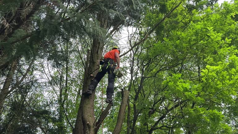 Best Tree Mulching  in Spring Grove, PA